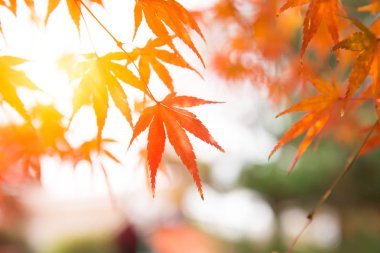 Kyoto Kasım seferi için güzel kırmızı akçaağaç yaprağını otomatik hale getir.
