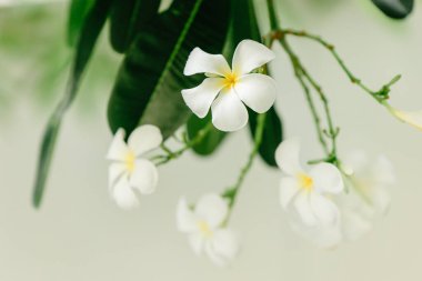 Plumeria Tropik çiçekler Güzel beyaz bitki doğa görüntüsü.