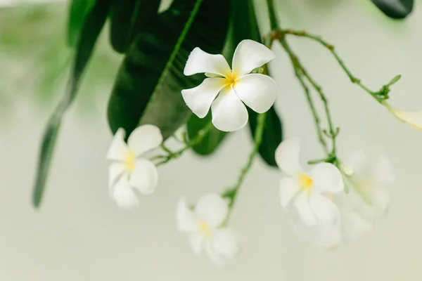 Plumeria Fiori Tropicali Bella Pianta Bianca Immagine Della Natura — Foto Stock