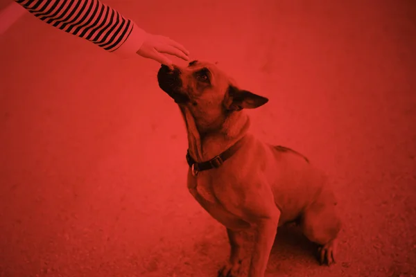 Люди Досягають Рук Близьких Вуличного Собаки Червоного Кольору Тону Небезпеку — стокове фото