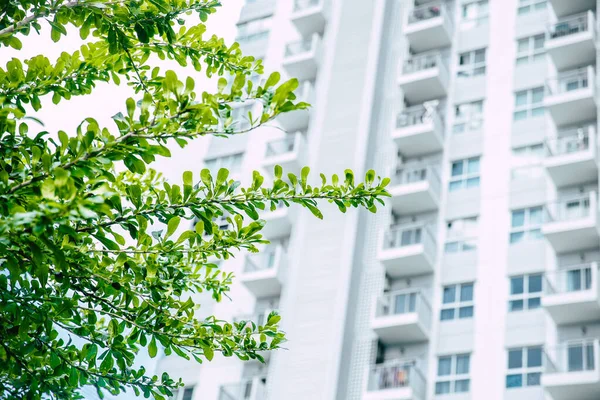 Grüne Stadtgärten Baumblatt Mit Wolkenkratzern Gebäude Für Öko Stadtkonzept — Stockfoto