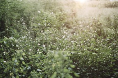 Çayır çimen tarlası, doğa için ılık sabah güneşi ışığı arka plan klasik ton..