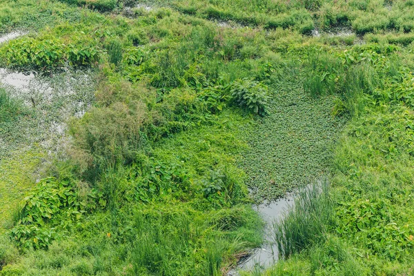 洪水地域では湿地生態系や緑の植物が育つ — ストック写真