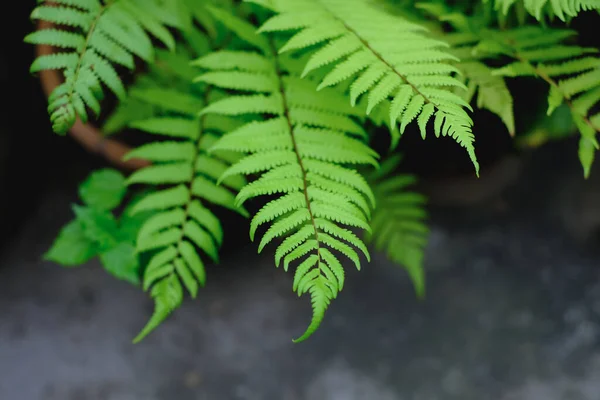 Fern Leaf Rain Forest Green Plant Nature Background Wallpaper Fresh — Stock Photo, Image