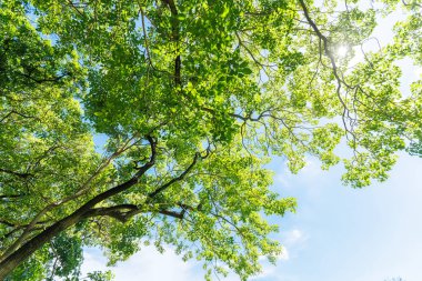 Bahçe yazında yeşil yaprak örtüsü. Klorofil fotosentezi, Taze Yeşil Çevre Doğal Arkaplan.