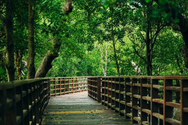 Mangrove orman keşif yolu yürüyüş yolu, Tahta geçit köprüsü seyahat için yeşil ormana