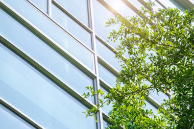 Çevre binası ya da bahçe ağacı olan yeşil ofis pencereleri ve modern şehir konseptinde park doğası.