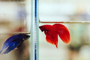 Plakad Thai veya Betta Splendens Regan, Siyam Savaşçısı Balık Renkli güzel küçük pugnax balığı, Yuvarlak Siyam Krallığı 'ndan (Tayland)