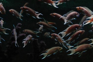 içinde belgili tanımlık akvaryum küçük tropikal balık