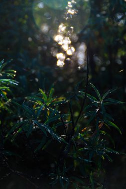 Deniz cehri ve çiğ