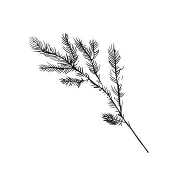 Elle çizilmiş vektör Merry Christmas zor bir freehand grafiğini beyaz arka plan üzerinde izole mürekkep İskandinav Noel ağacı dalı ile dekorasyon tasarım öğesi tebrik