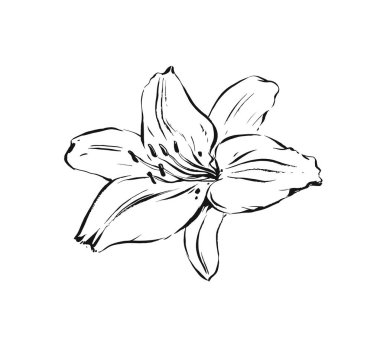 El çizilmiş vektör soyut sanatsal mürekkep dokulu grafik kroki çizim illüstrasyon beyaz arka plan üzerinde izole lilly bitki çiçek çizim