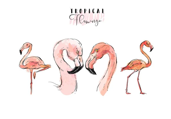 Dibujado Mano Vector Gráfico Exótico Paraíso Rosa Aves Flamingo Colección — Vector de stock