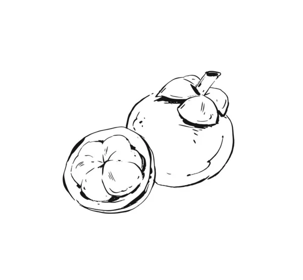 Dibujo de tinta abstracta vectorial dibujado a mano dibujo gráfico icono de ilustración con frutas de mangostán exóticas tropicales aisladas sobre fondo blanco — Archivo Imágenes Vectoriales