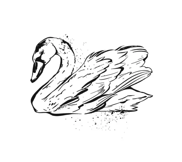 손으로 그린 추상 잉크는 흰색 배경에서 분리 된 텍스처 백조의 그림을 그린 것이다 . Vintage bird drawing illustration.Rough brush sketch of wild bird — 스톡 벡터