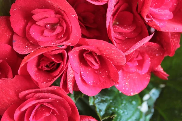 Begonia Met Rode Bloemen — Stockfoto
