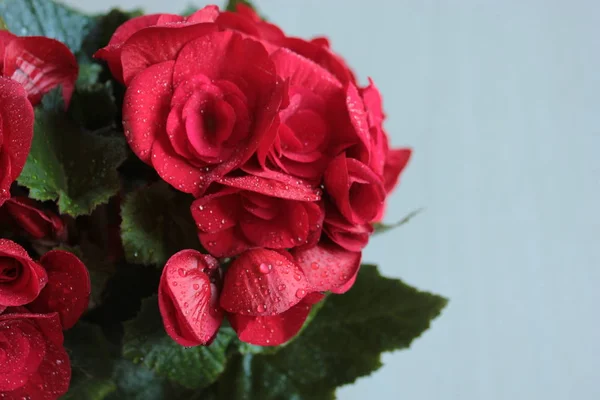 Begonia Aux Fleurs Rouges — Photo