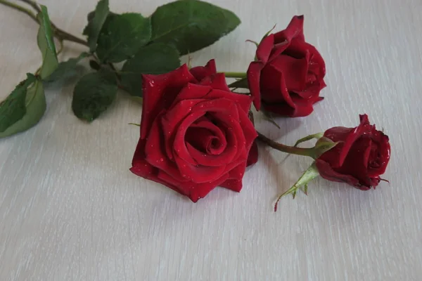 Rosas Vermelhas Escuras Jazem Fundo Madeira Leve — Fotografia de Stock