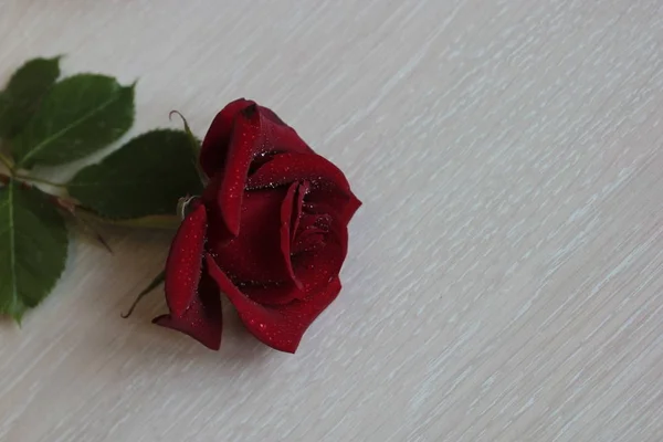 Rosa Vermelha Escura Descansou Sobre Fundo Madeira Brilhante — Fotografia de Stock