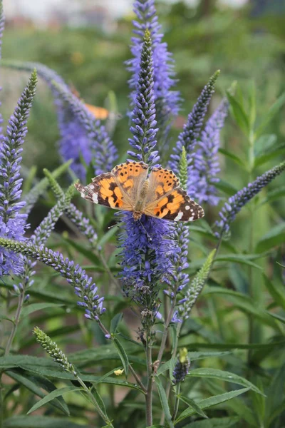 Verónica Spicata Azul Mariposa Sienta Una Flor —  Fotos de Stock