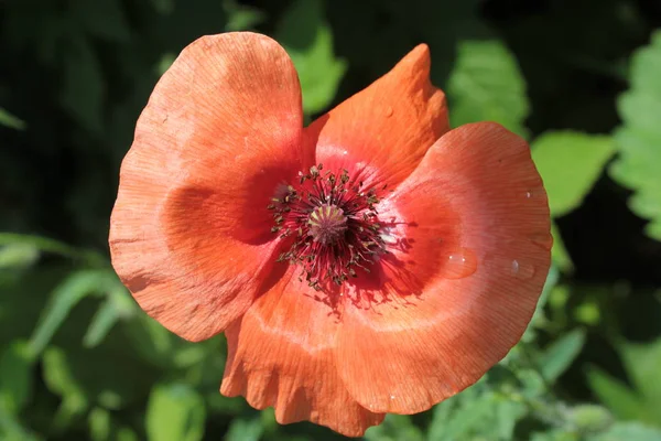 Red poppy grows on summer flower.