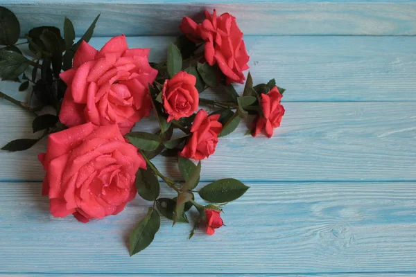 Gyönyörű Rózsa Van Piros Egy Kék Fából Készült Háttér — Stock Fotó