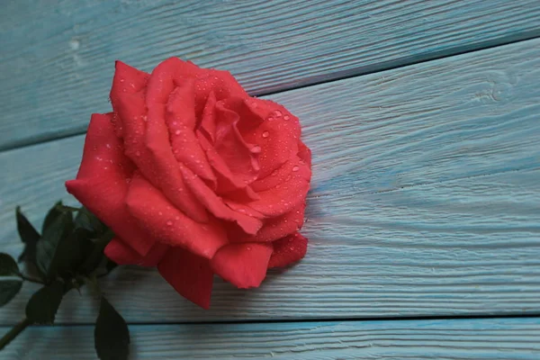 Vörös Gyönyörű Rózsa Feküdj Kék Fából Készült Háttér — Stock Fotó