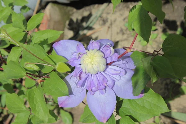 Blaue Klematis Baut Sommerblumen Garten — Stockfoto