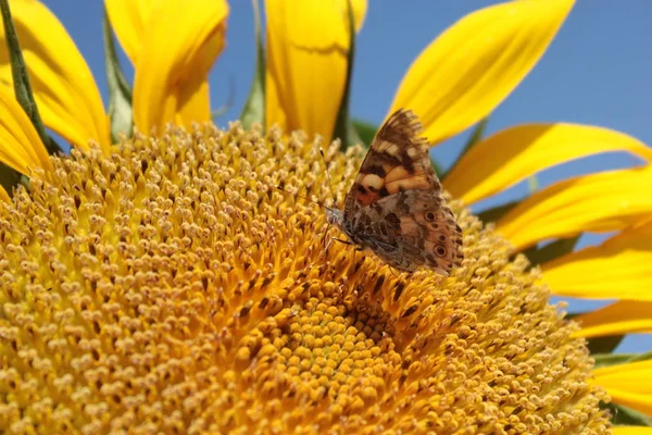 Girasol Amarillo Sienta Una Mariposa Recogiendo Polen Contra Cielo Azul —  Fotos de Stock