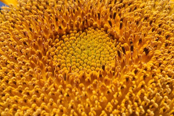 Κίτρινο Φόντο Λουλούδι Του Ηλιοτρόπιο Γύρη — Φωτογραφία Αρχείου