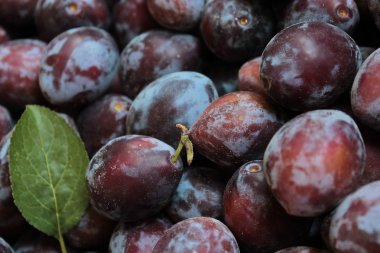 Erik koyu mavi ve yeşil yaprak.