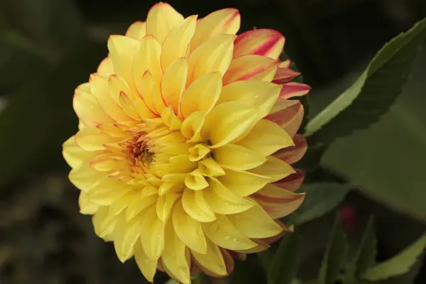 Dahlia Jaune Poussant Dans Jardin Été — Photo