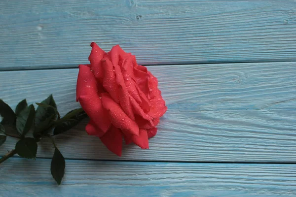 Mooie Rode Roos Liggend Blauwe Houten Achtergrond — Stockfoto