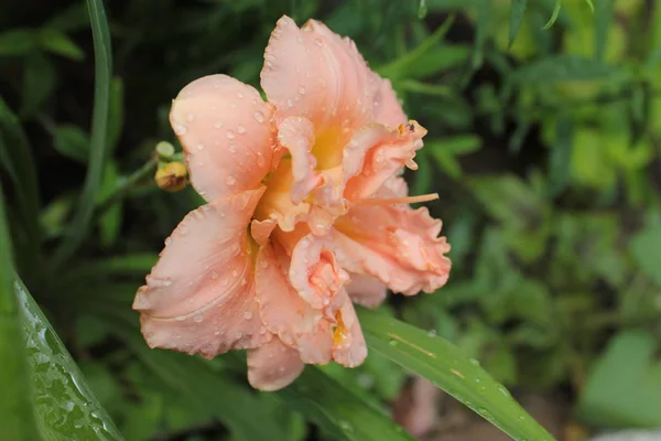 Duplo Rosa Daylily Cresce Canteiro Flores Verão — Fotografia de Stock