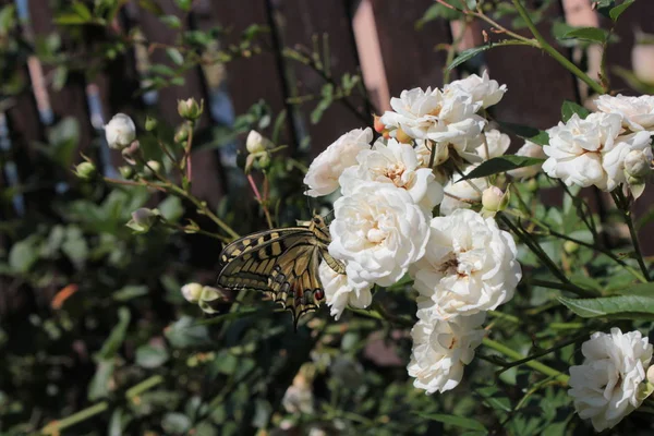 Hermosa Mariposa Sienta Una Rosa Blanca Jardín Verano —  Fotos de Stock