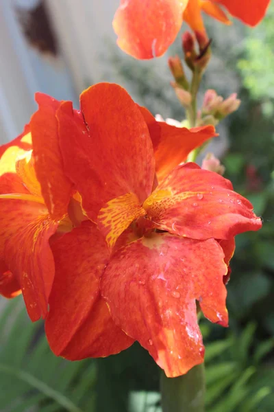 Cannes Laranja Crescem Flores Verão Jardim — Fotografia de Stock