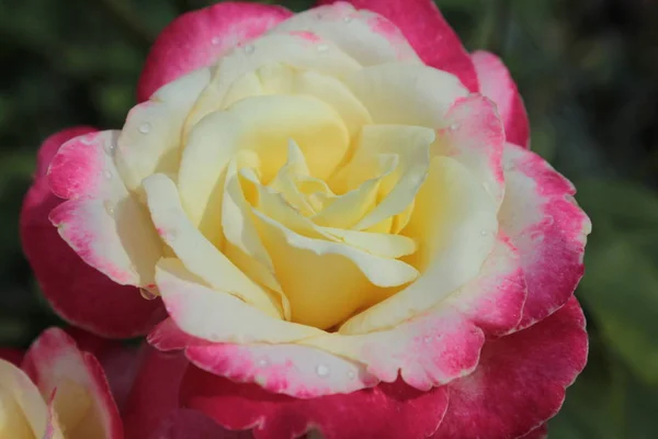 Dubbele Delight Rose Variëteit Die Tuin Groeit — Stockfoto