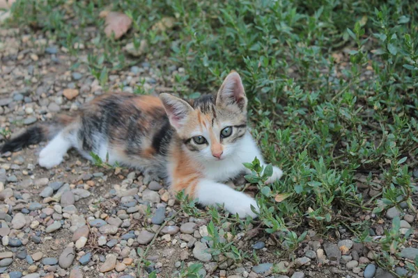 一只小俏皮的小猫 躺在草地上 — 图库照片