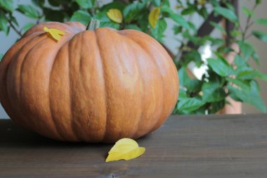 Bir balkabağı ve sarı yapraklar bir masanın üzerinde yatıyor.