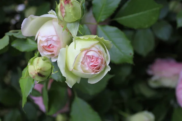 Bush Van Een Roze Roos Met Toppen Die Groeien Een — Stockfoto