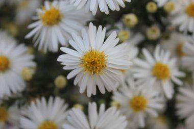 Yaz bahçesinde güzel beyaz bir makine yetişiyor..