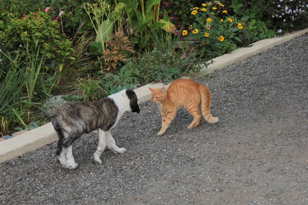 Chaton Rouge Chiot Rencontrent Dans Rue — Photo