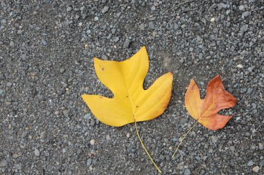 Sarı ve kırmızı yapraklar yolda yatıyor..