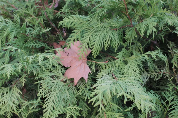 Trockenes Ahornblatt Liegt Auf Einem Thuja Strauch — Stockfoto