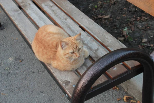 벤치에 고양이 — 스톡 사진