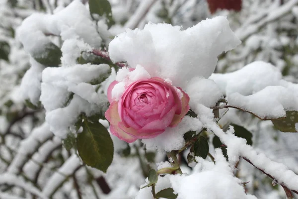 雪に覆われたピンクのバラのブッシュ — ストック写真