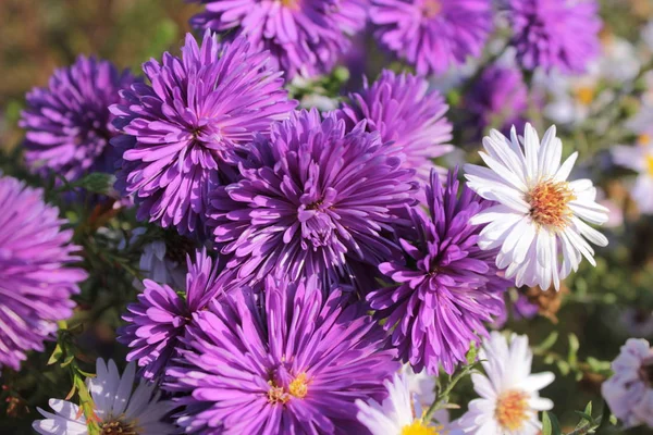 Purple Lilac Asters Autumn Flowers — Stock Photo, Image