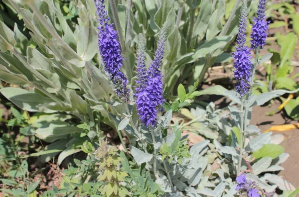 Veronica blue grows in a summer flower bed.