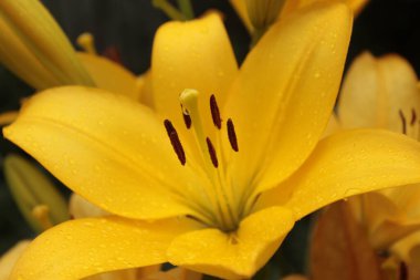 Sarı zambak, yaz çiçeği tarlasında, yakın.