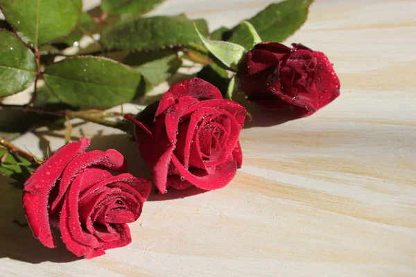 Gyönyörű Vörös Rózsák Fekszenek Egy Könnyű Felületen — Stock Fotó